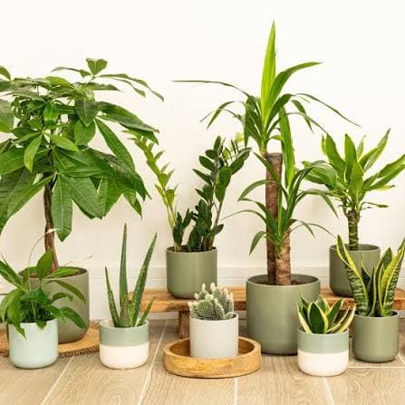 House Plants