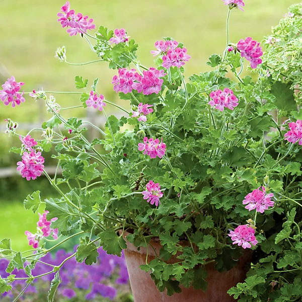 Pelargonium.