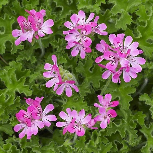 Pelargonium.