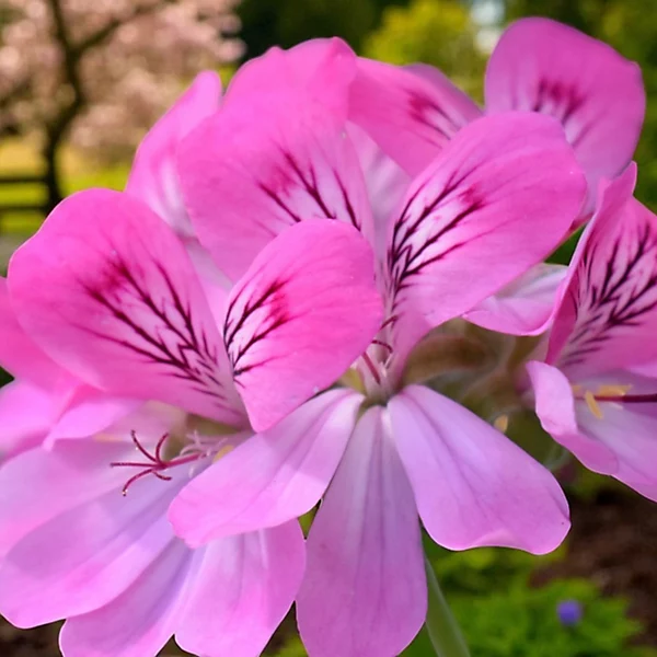 Pelargonium.