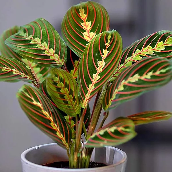Maranta Fascinator.