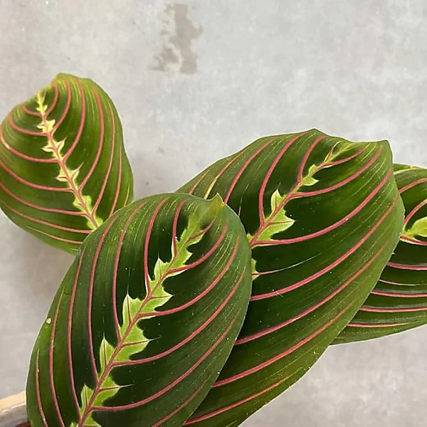 Maranta Fascinator.