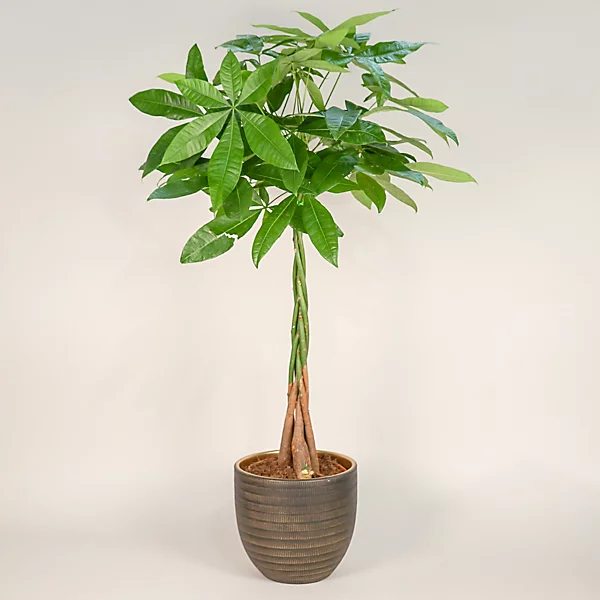 Pachira Aquatica.