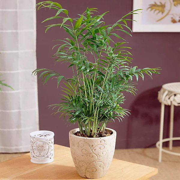 Chamaedorea Palm.