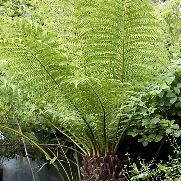 tree fern.