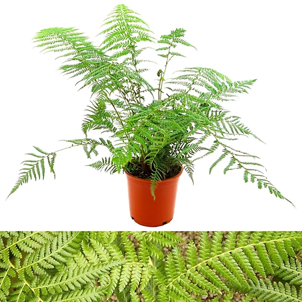 tree fern.