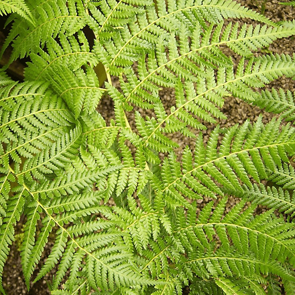 tree fern.