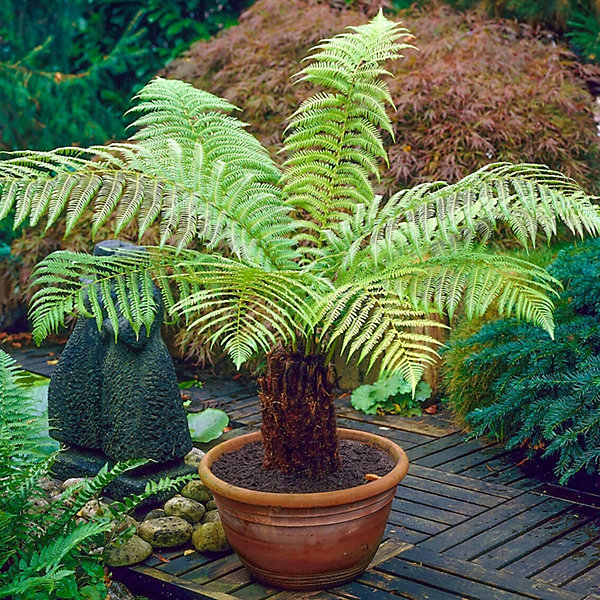 tree fern.