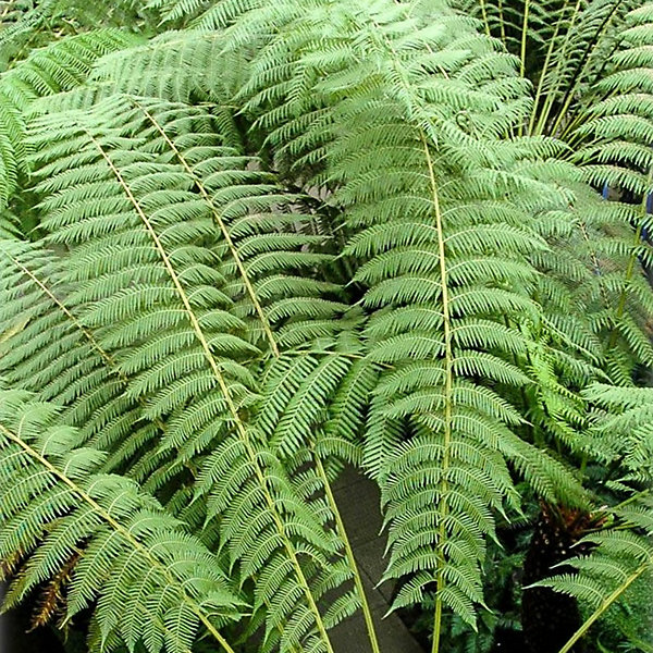 tree fern.