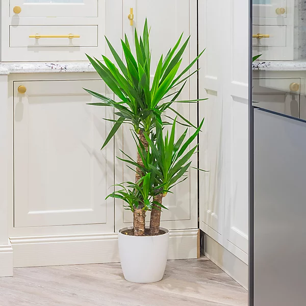 yucca.
