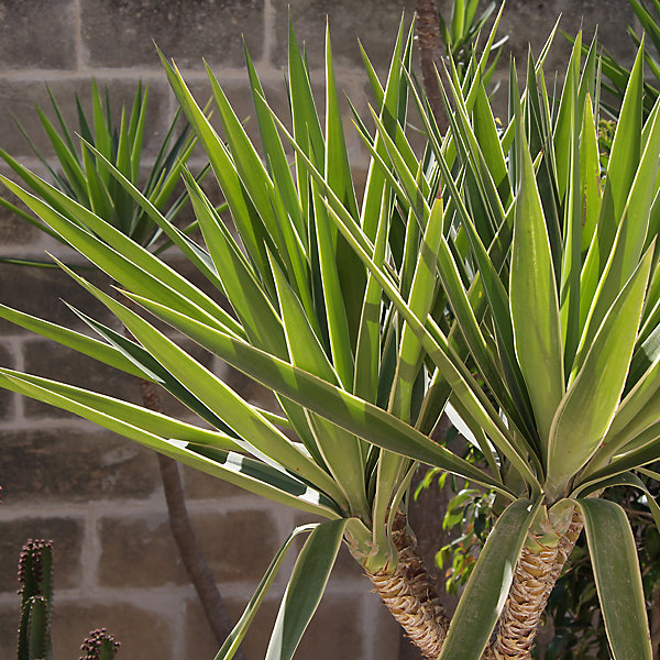 yucca.