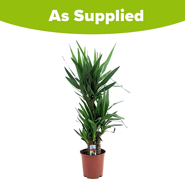 yucca.