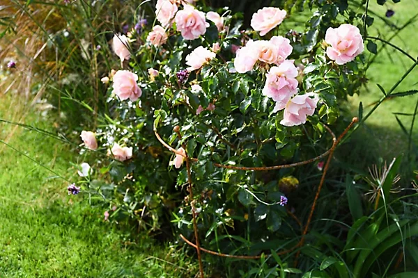 Corten Peony Plant Frame.