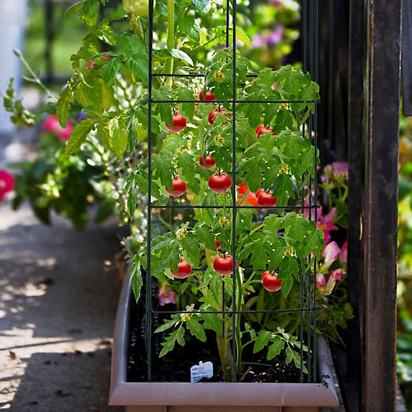 Plant Support Stands.